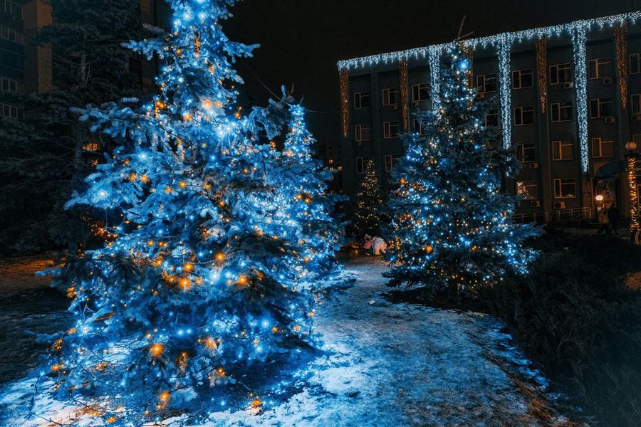 Juletræer engros i jylland - find det bedste udvalg til sæsonen